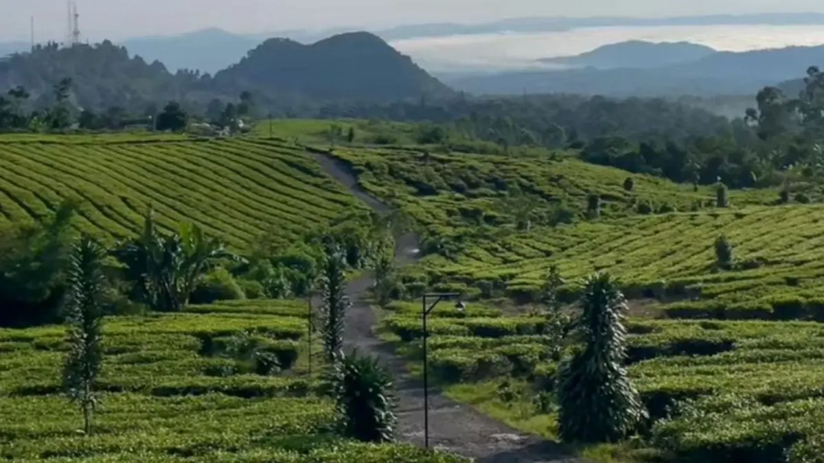 Kebun Teh Ciater