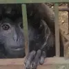 Lutung lepas di ciamis
