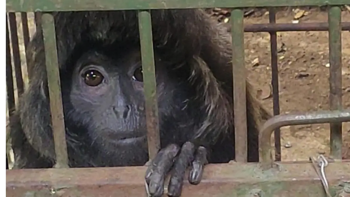 Lutung lepas di ciamis