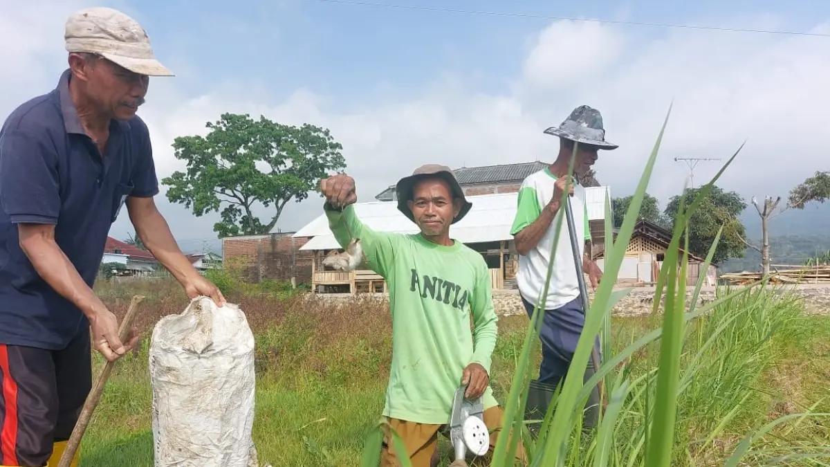 Hama Tikus Serang Sawah di Ciawi