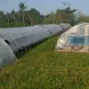 Tambak Garam Cimerak