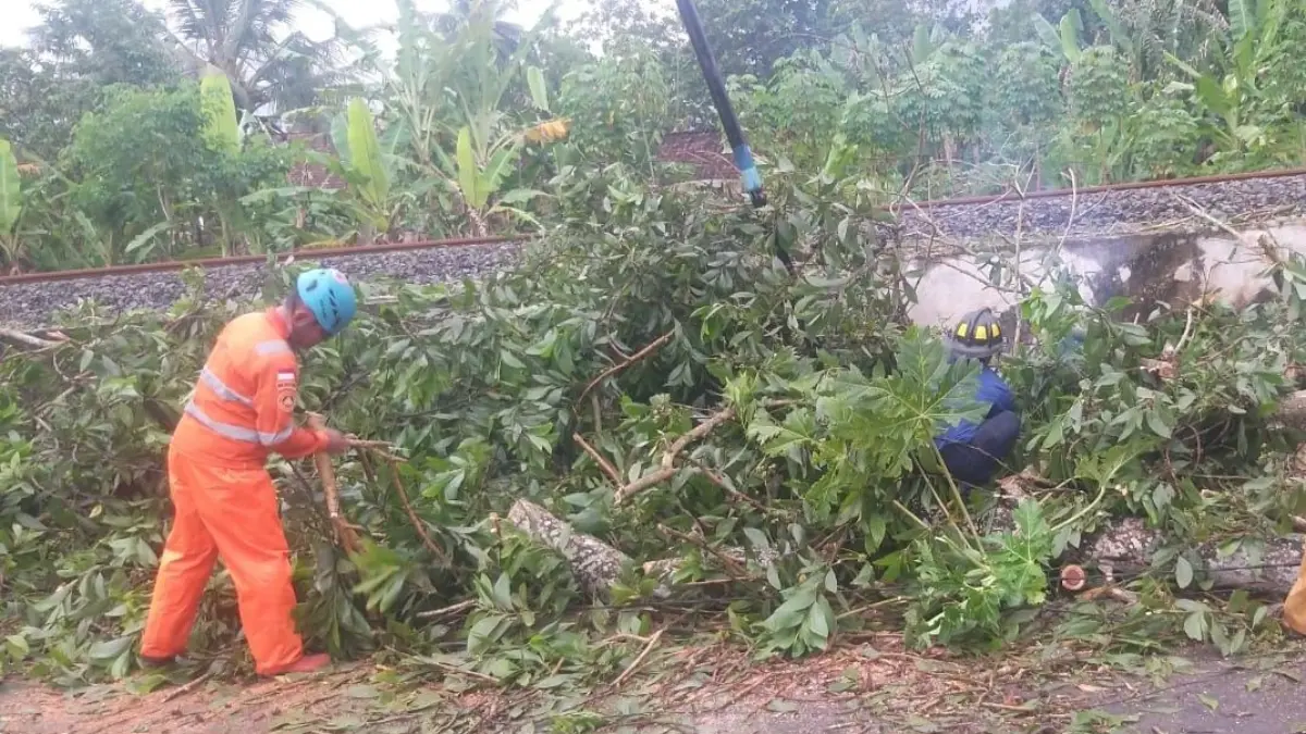 pohon di kota banjar