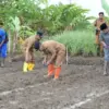 Swasembada Pangan di Banjar
