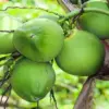 Pemerintah Siapkan Hilirisasi Kelapa