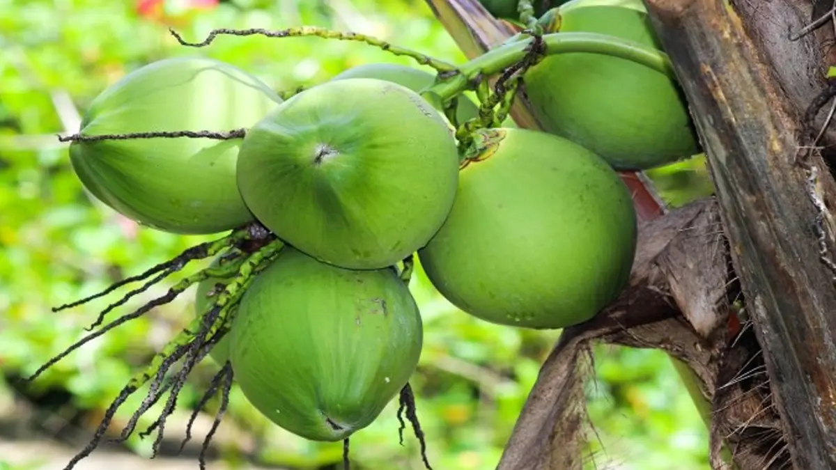 Maksimalkan Devisa hingga Rp2.400 Triliun Per Tahun, Pemerintah Siapkan Hilirisasi Kelapa, Ini Kata Mentan Pemerintah Siapkan Hilirisasi Kelapa