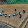 Penanaman padi Organik Ciamis