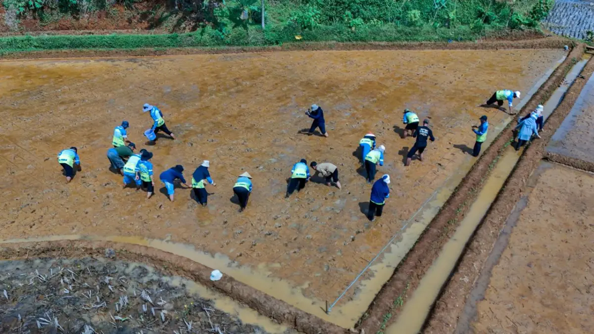 Penanaman padi Organik Ciamis