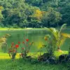Taman Kuning