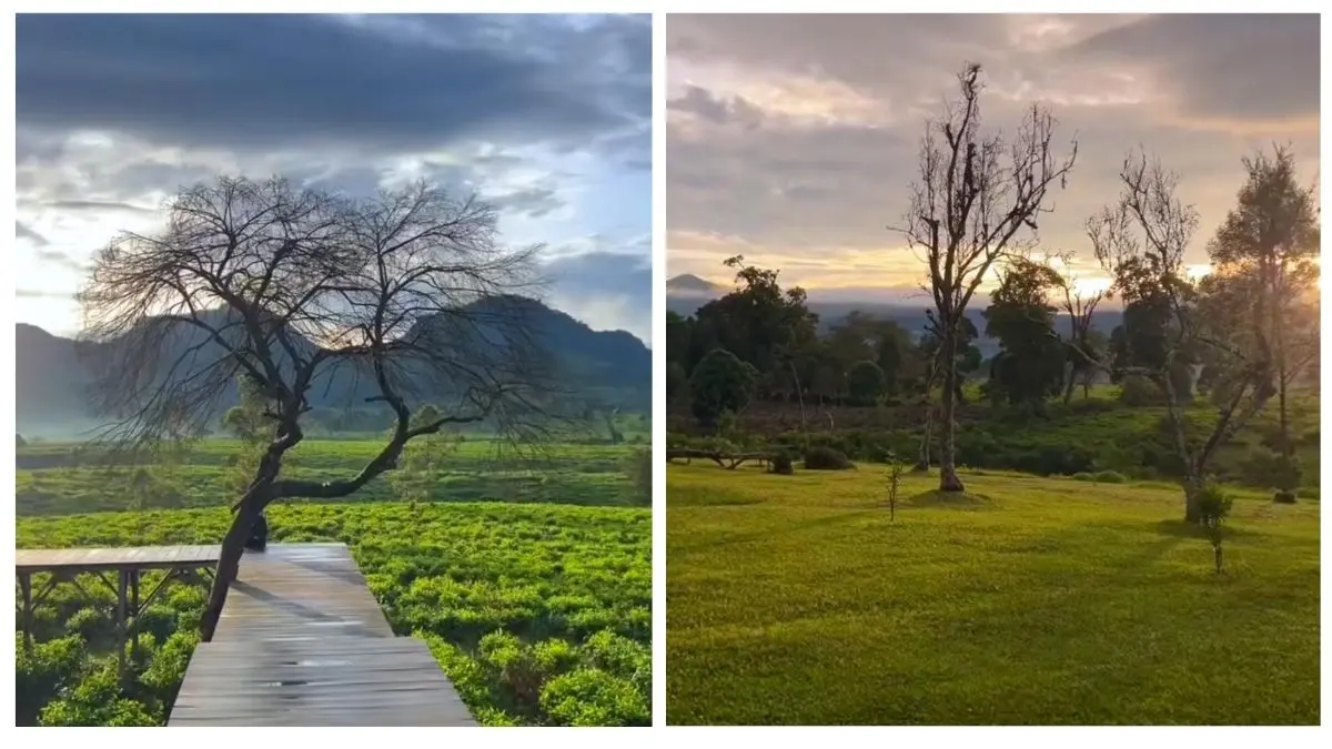Teh Jangkung Malabar