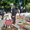 Kontes Domba Piala Presiden 2025