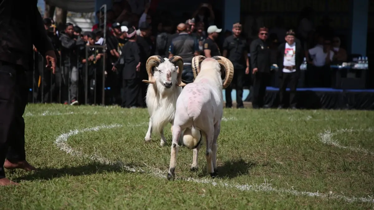 Domba Garut