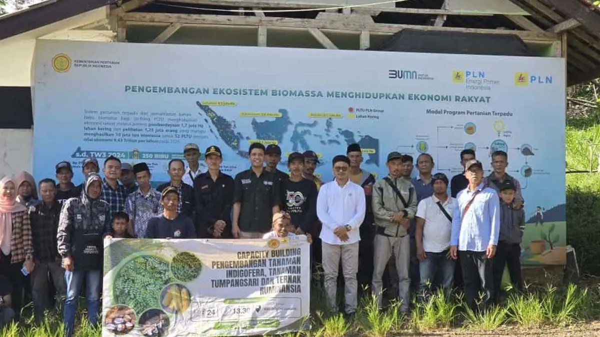 tanaman Indigofera di Kabupaten Tasikmalaya