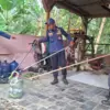 ular panjang berbisa
