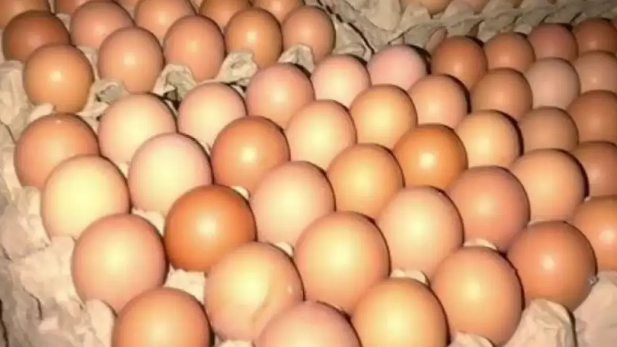 Terlengkap! Daftar Harga Telur Ayam Ras Tebaru November 2025, Untuk Jabar, DKI, Jateng dan Jatim Harga Telur