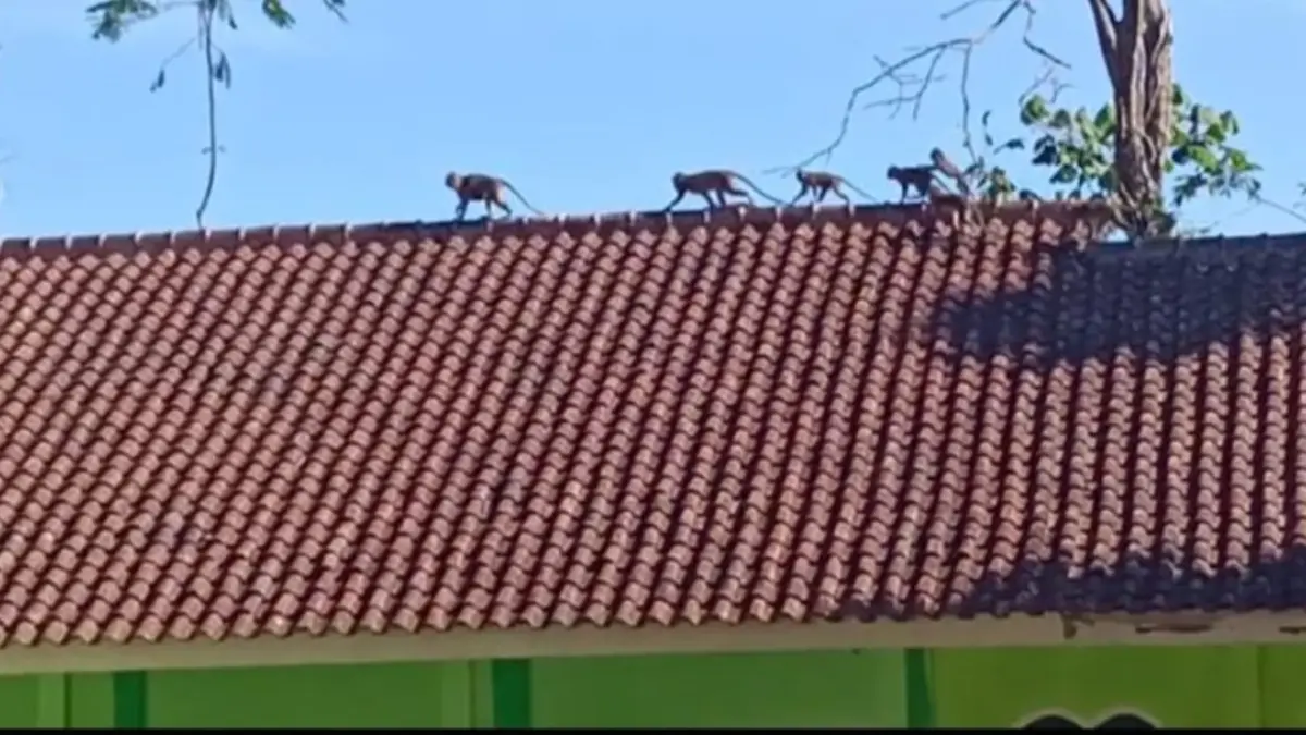 Monyel Liar Masuk Permukiman Warga