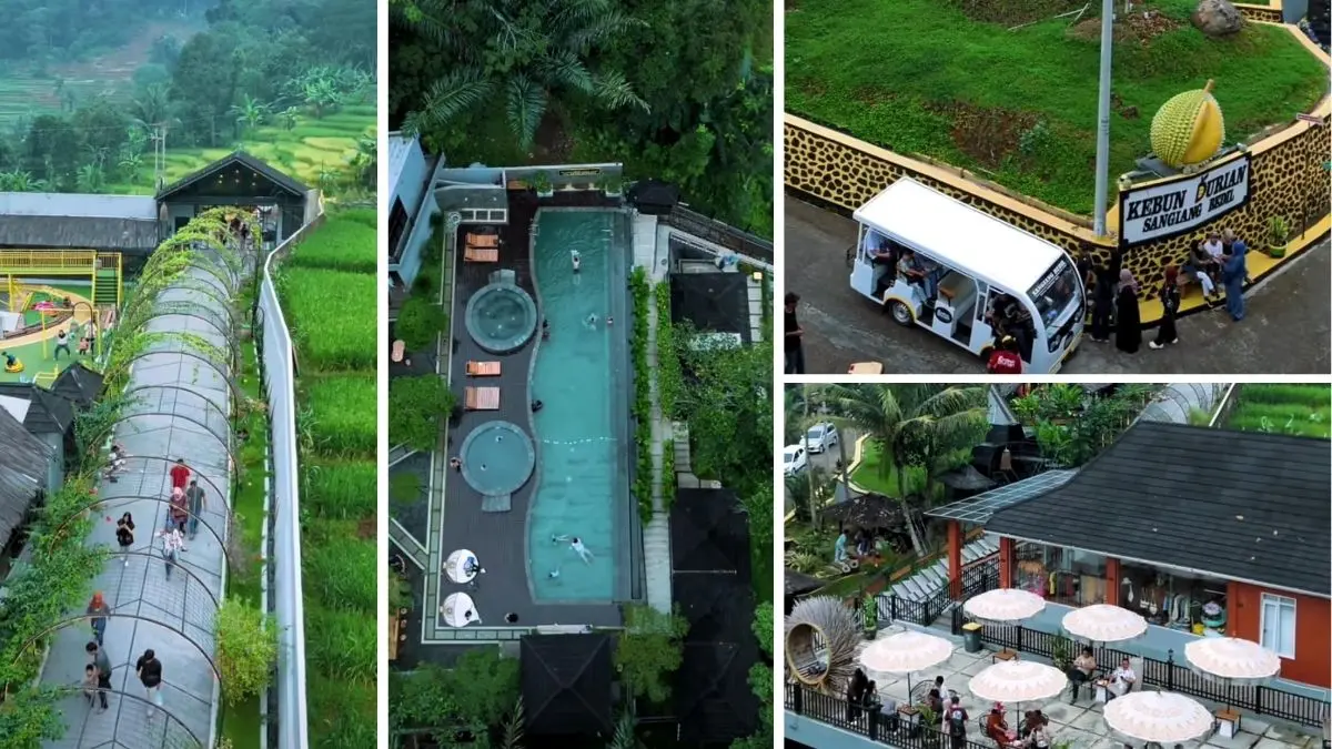 Petik Durian Sendiri! Sensasi Wisata Alam di Kebun Durian Sangiang Bedil Kebun Durian Sangiang Bedil