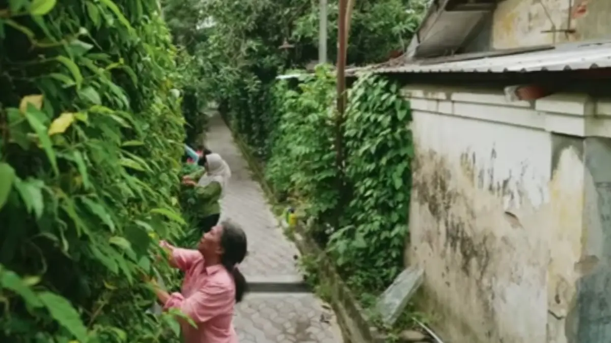 Manfaatkan Gang Sempit, Kelompok Tani Ini Sukses Tingkatkan Penghasilan Lewat Tanaman Cabe Jawa Cabe Jawa