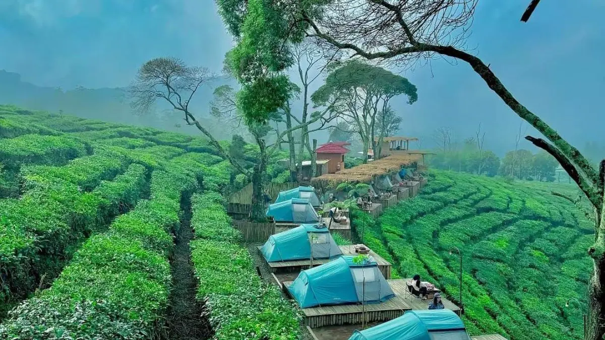 Camping Seru di Tengah Kebun Teh Kiara Manuk Pangalengan Bandung, Harganya Cuma Segini! Kiara Manuk