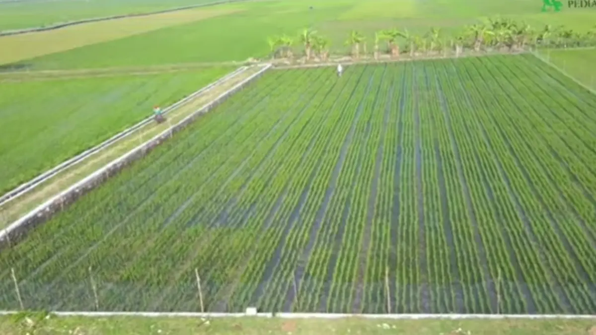 Petani Milenial Raup 1,7 Miliar: Rahasia di Balik Cara Menanam Padi Modern di Indonesia, Bikin Untung Besar! Petani Milenial