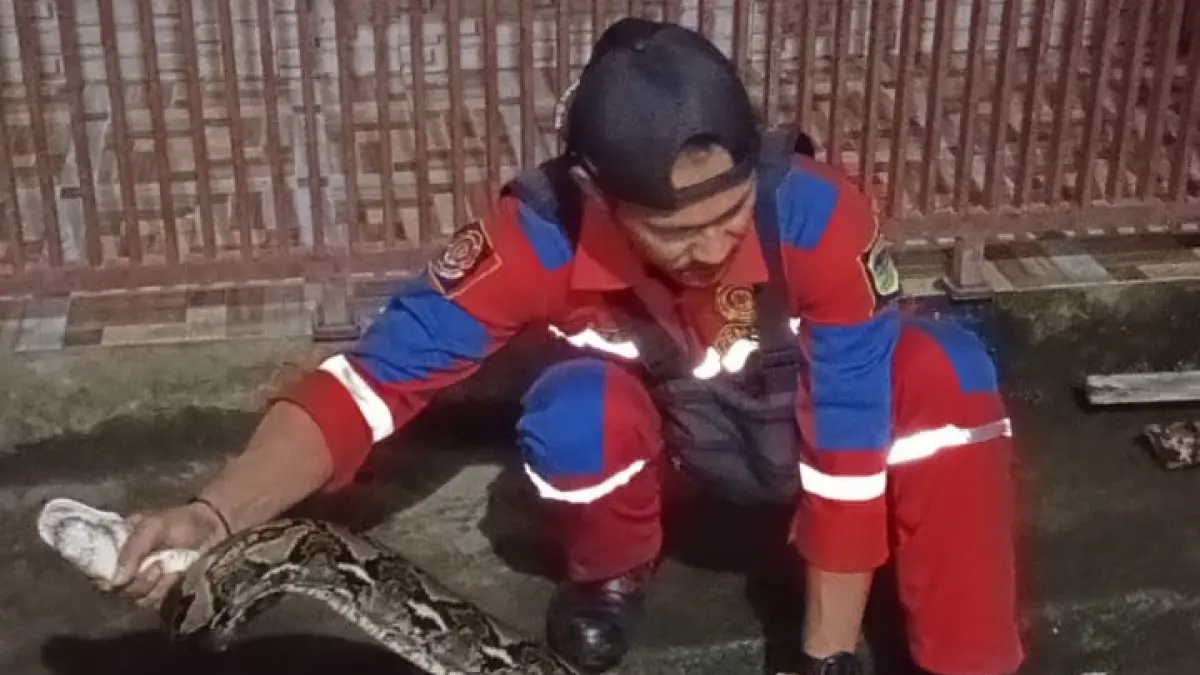 Ular Sanca Mangsa Ternak Warga