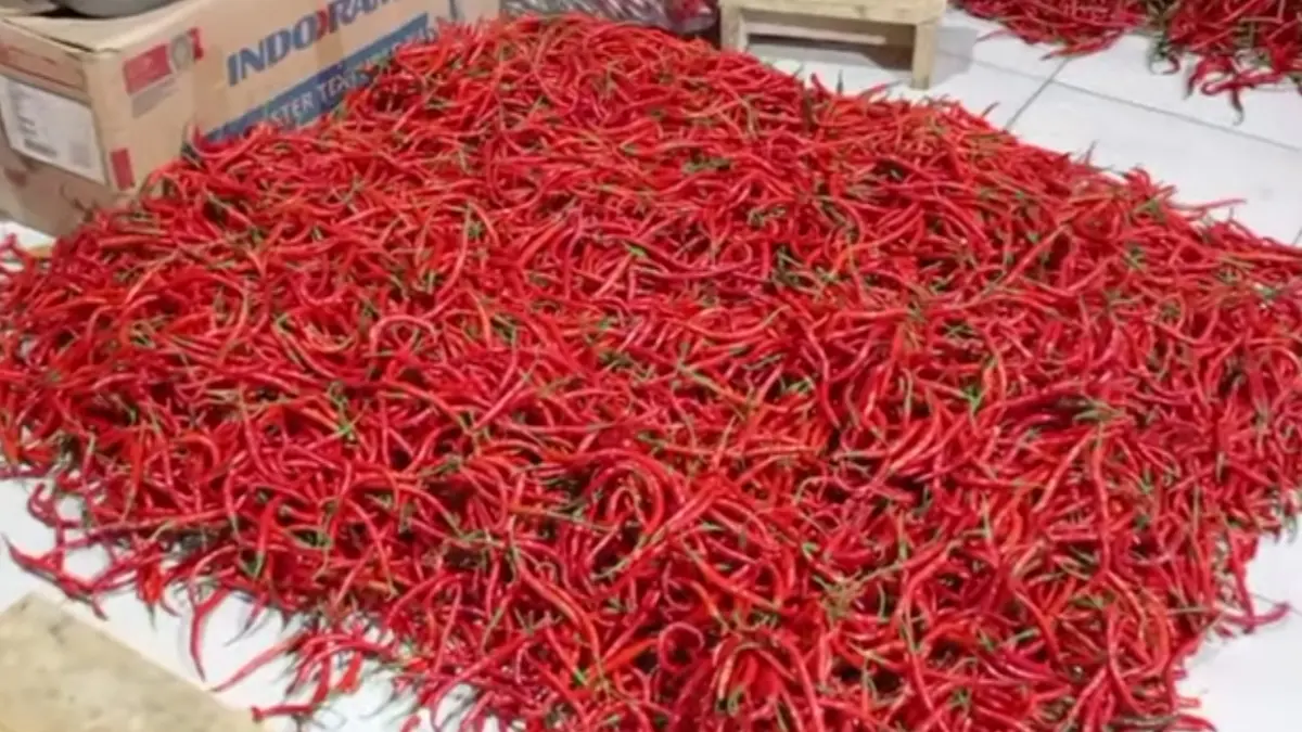 Cabai Merah Naik, Cabai Keriting Turun! Petani Mulai Hitung Potensi Lonjakan Menjelang Akhir Tahun Harga Cabai