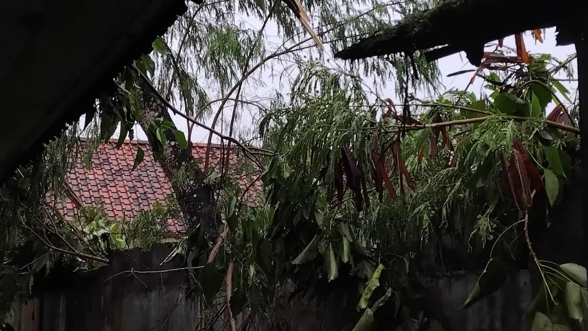 Bukan Cuma Rumah, Pohon Tumbang Juga Menimpa Ruang Kelas SMPN 7 Tasikmalaya pohon tumbang menimpa ruang kelas