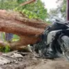 Pohon Raksasa Tumbang di Pataruman