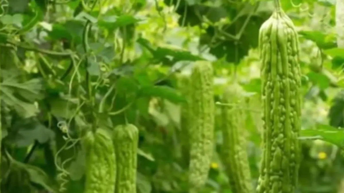 Panen Cepat! Ini 15 Tanaman Cuan Yang Bisa Hasilkan Uang Dalam Waktu Singkat, Panduan Untuk Petani Pemula Tanaman