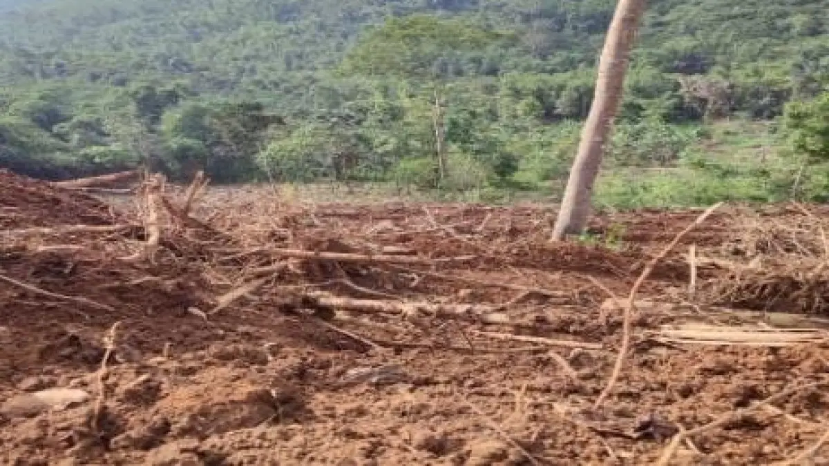 Jadi Perhatian Serius, BPBD Temukan Alih Fungsi Lahan di Kawasan Hutan Wilayah Kabupaten Ciamis Alih Fungsi Lahan Ciamis