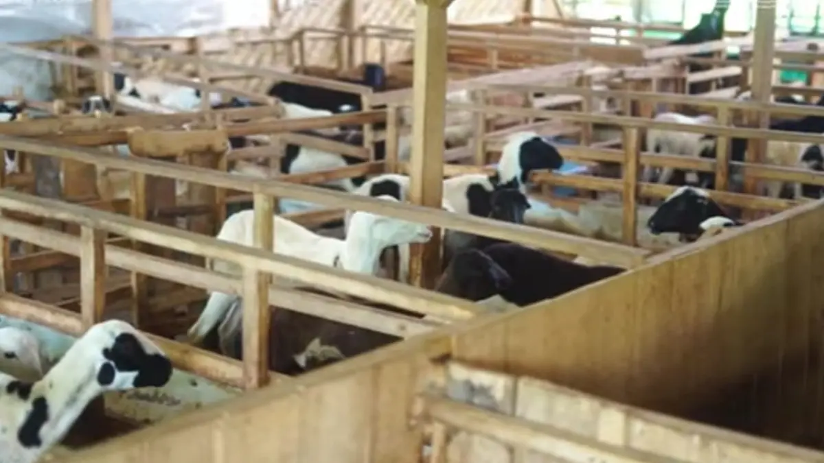 Bodogol Farm Sukabumi: Strategi Peternak Muda Mengubah Kandang Jadi Mesin Ekonomi Desa Peternakan