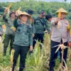 panen jagung di kawasan hutan Kota Tasikmalaya
