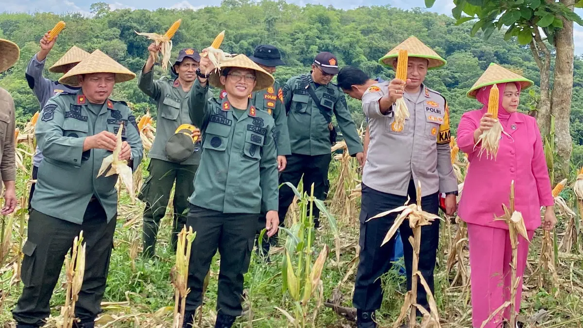 panen jagung di kawasan hutan Kota Tasikmalaya
