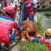evakuasi sapi kontes seberat 300 kilogram yang nyemplung ke sungai di  Kota Tasikmalaya