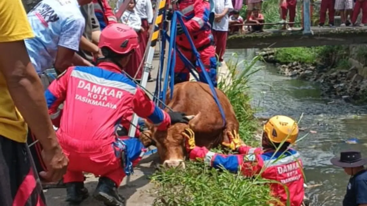 evakuasi sapi kontes seberat 300 kilogram yang nyemplung ke sungai di  Kota Tasikmalaya