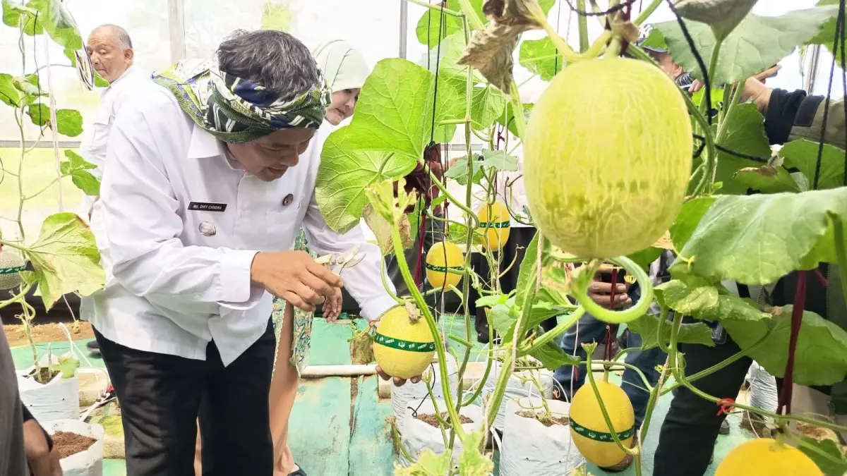 Budidaya Buah Premium Prospektif, Green House Melon Karangresik Panen 4 Ton Melon PANEN