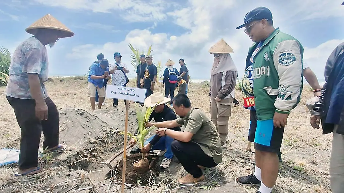 tanam pohon kelapa di Pangandaran