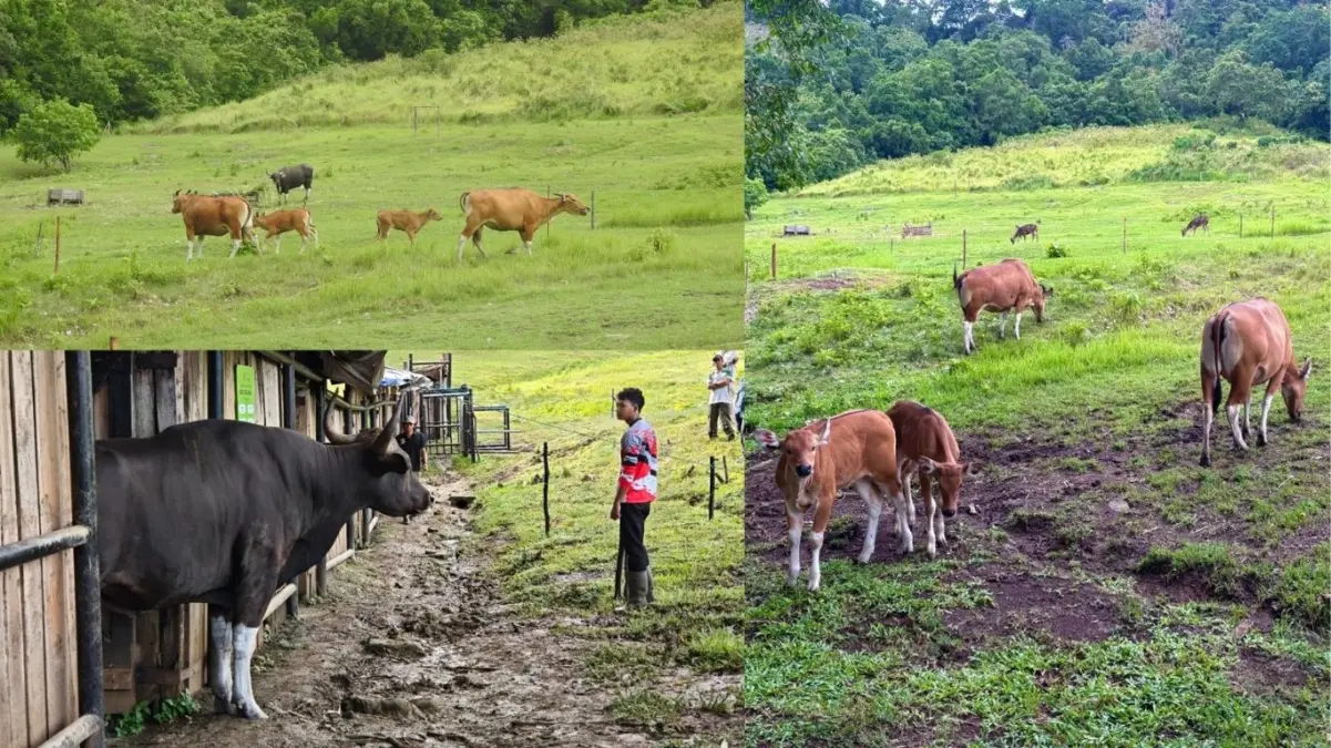 Cagar Alam Pananjung Pangandaran