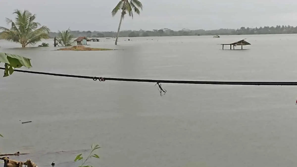 sawah terendam di pangandaran