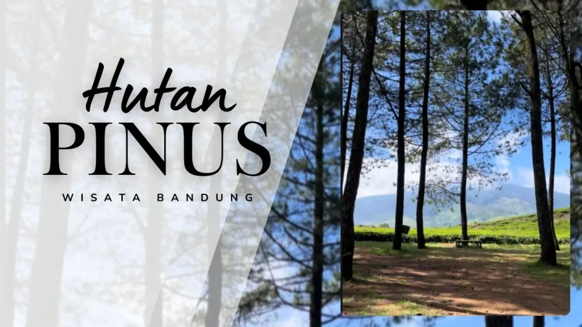 Hutan Pinus Pakawa Kertasari