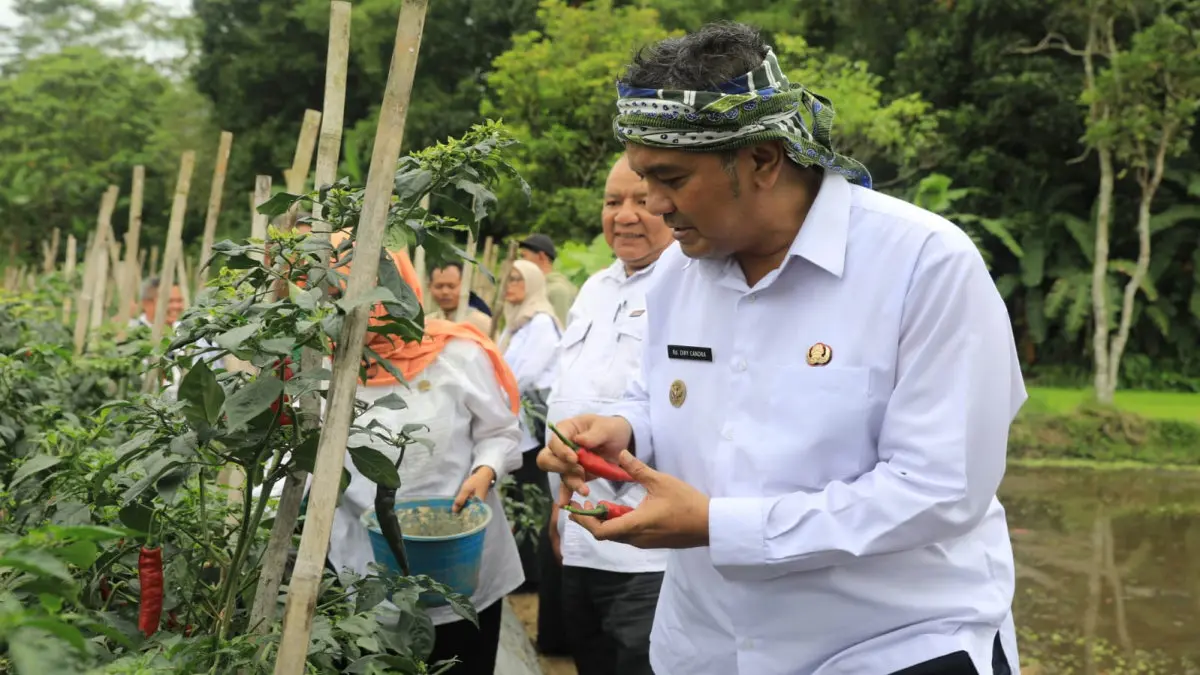 Petani Milenial Panen Cabai di Bungursari, Wakil Wali Kota Tasikmalaya: Harapan Baru dari Ladang Merah panen cabai petani milenial di Bungursari Kota Tasikmalaya
