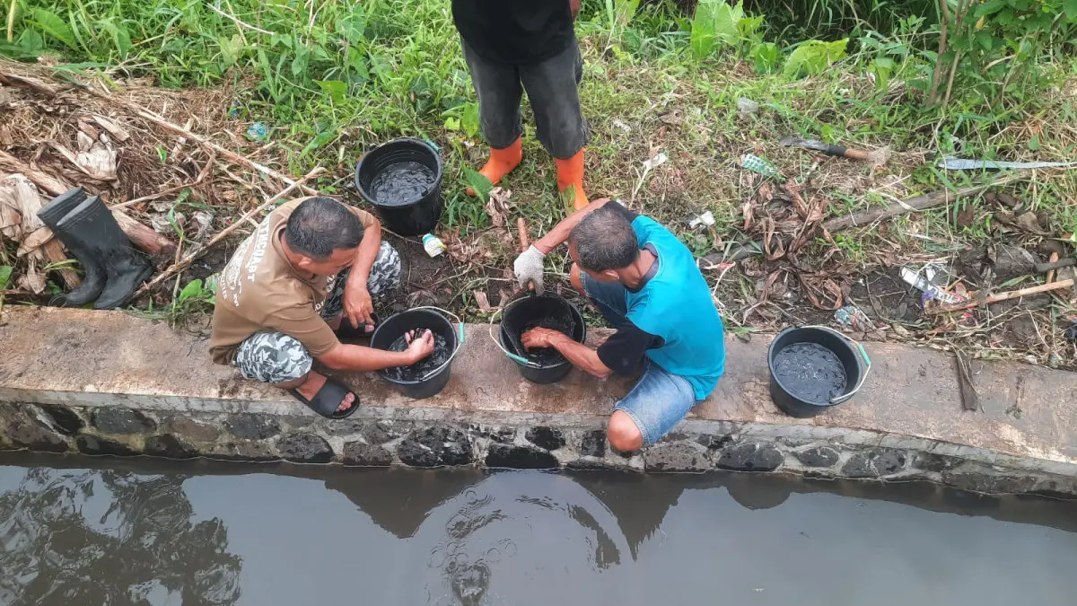 Warga Cipedes Sulap Selokan Jadi Kolam Lele, Upaya Lawan Inflasi dari Drainase Kota Tasikmalaya warga Cipedes sulap selokan jadi kolam lele Kota Tasikmalaya