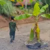 Jalan RUsak Ditanami Pohon Pisang