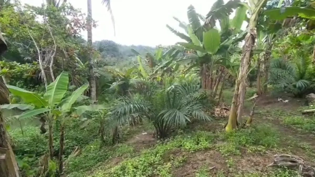 150 Hektare Lahan Sawit Ditemukan di Kabupaten Ciamis, Pemkab Imbau Petani untuk Beralih Menanam 150 hektare lahan sawit di ciamis