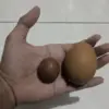 Ukuran Telur Ayam Mini