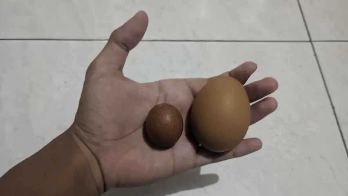 Ukuran Telur Ayam Mini