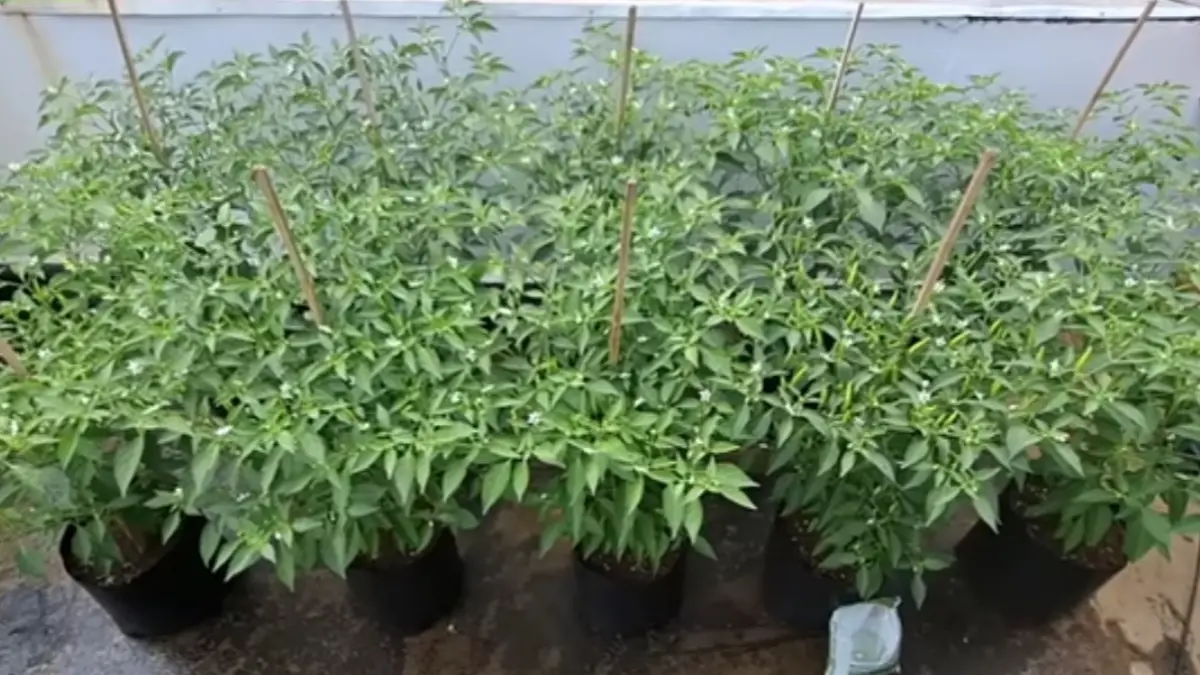 Uang Bisa Habis Nilainya, Ini 5 Aset Nyata yang Diprediksi Jadi Penyelamat Ekonomi 2026 Aset