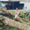pohon tumbang di garut