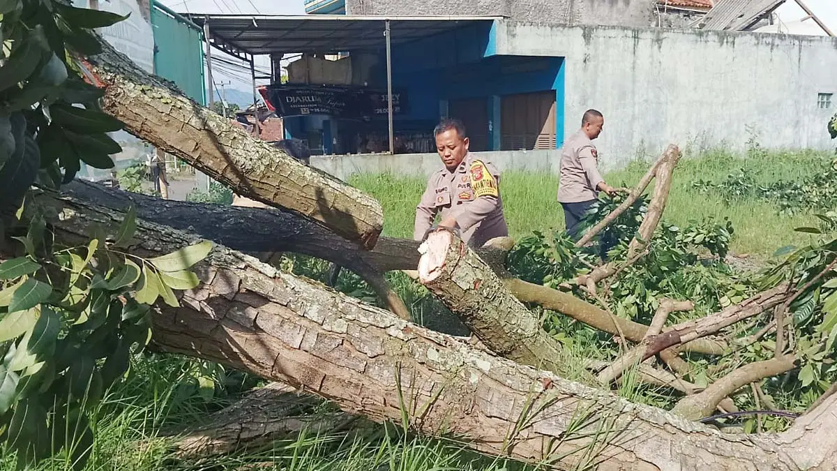 pohon tumbang di garut