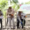 Penanaman jagung polres pangandaran