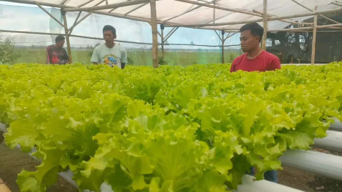 Selada menu program MBG